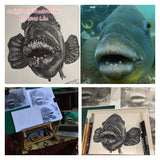 Blue Groper - Meg the Blue Groper