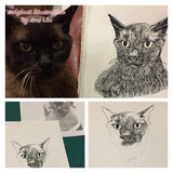 Moet the Brown Burmese