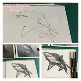 Shark - Nancy the Grey Nurse Shark