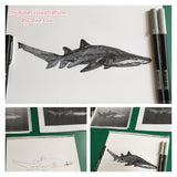 Shark - Trev the Grey Nurse Shark