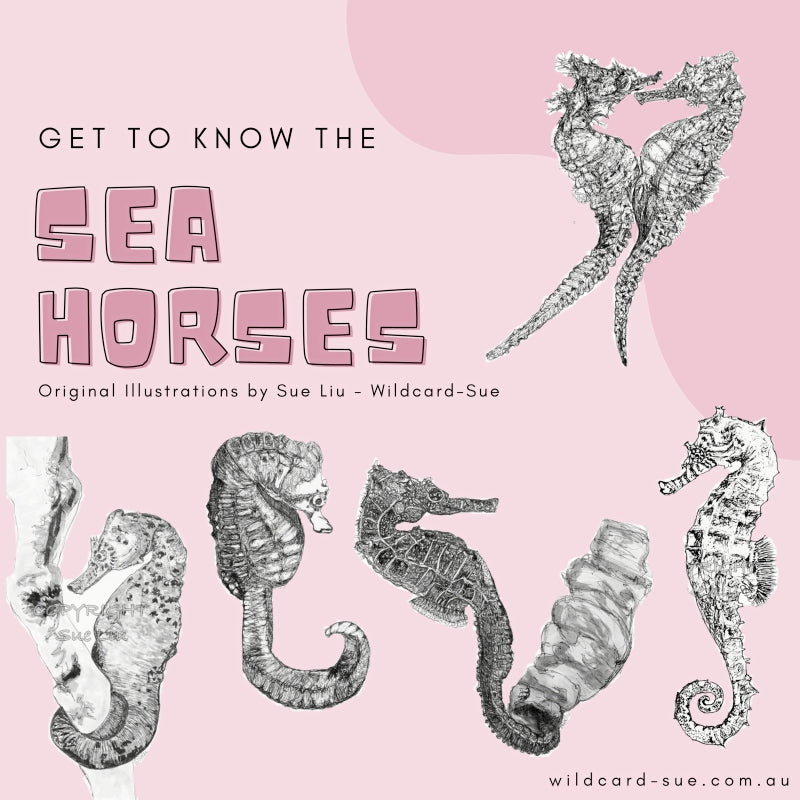 Seahorses of Sydney - get to know all about them!