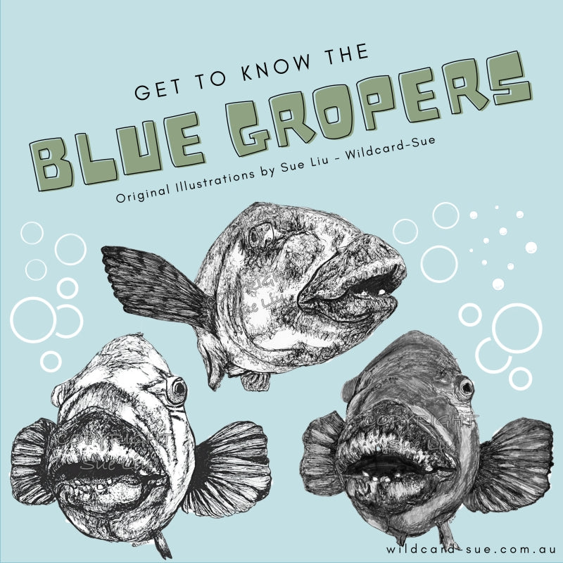 Eastern Blue Gropers - the friendliest fish!