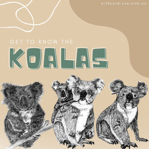 All about Koalas and a giveaway
