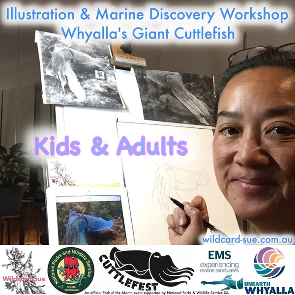 Illustration & Marine Discovery- Giant Cuttlefish - Whyalla -  8 July