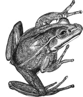 Frog - Vonny the Frog -SPLASHY