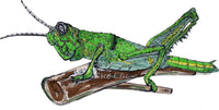 Grasshopper - Wayne the Grasshopper