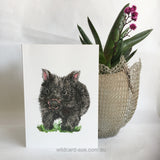 Wombat card - Billie the baby Wombat