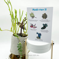 Nudibranch card - Nudi-run #2