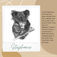 Koala - Stephanie the Koala