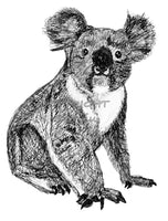 Koala - Bobby the Koala