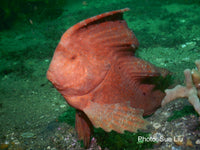 Red Indian Fish - Paulina the Red Indian Fish