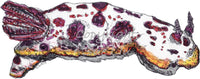 Nudibranch -Doris the Splendid Nudibranch
