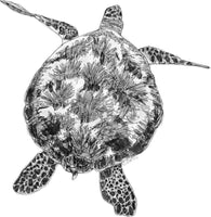 Turtle - Jacki the Turtle