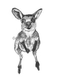 Kangaroo - Josephine the Kangaroo