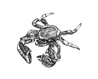 Crab - Maria the Crab