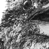 Kookaburra - Nelson the Kookaburra
