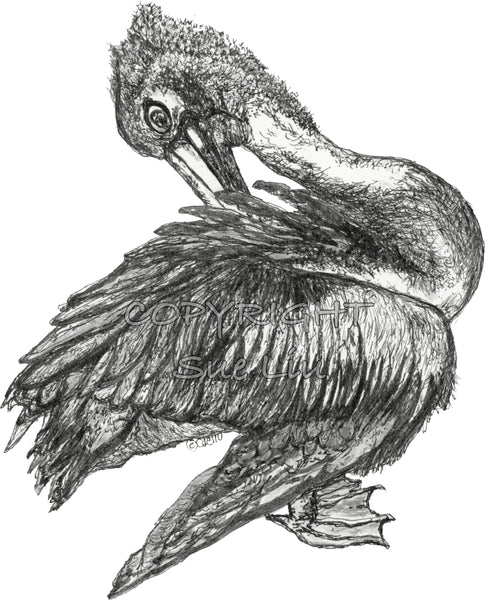 Pelican - Percephone the Pelican