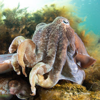 Cuttlefish - Mr Sparkles the Cuttlefish