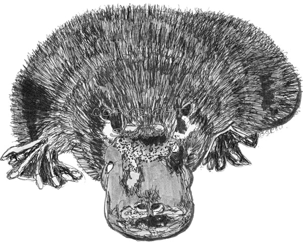 Platypus - Puddles the Platypus