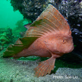 Red Indian Fish - Paulina the Red Indian Fish