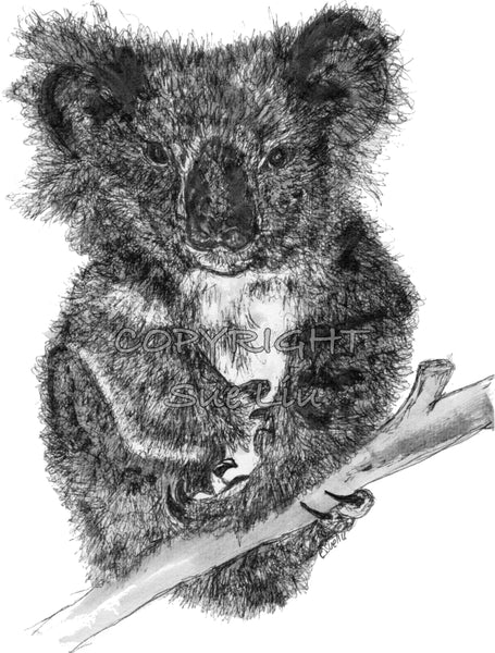 Koala - Stephanie the Koala