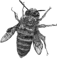 Bee - Buzzie the Bee