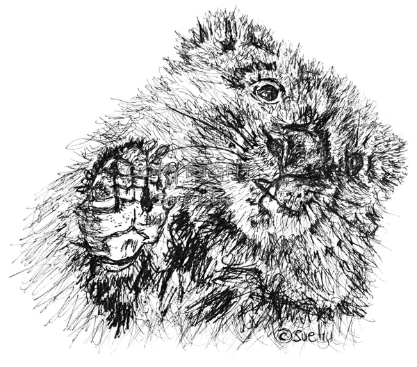 Wombat - Willie the Wombat