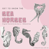 Seahorse - Melody the Seahorse