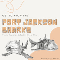 Shark - Gracie the Port Jackson Shark