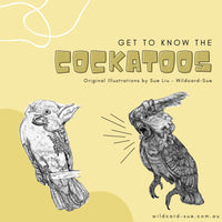 Cockatoo - Frisky the Cockatoo