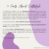 Cuttlefish - Cuddles the Cuttlefish